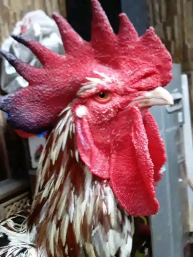 Ayam pelung big cianjur cerambang madu