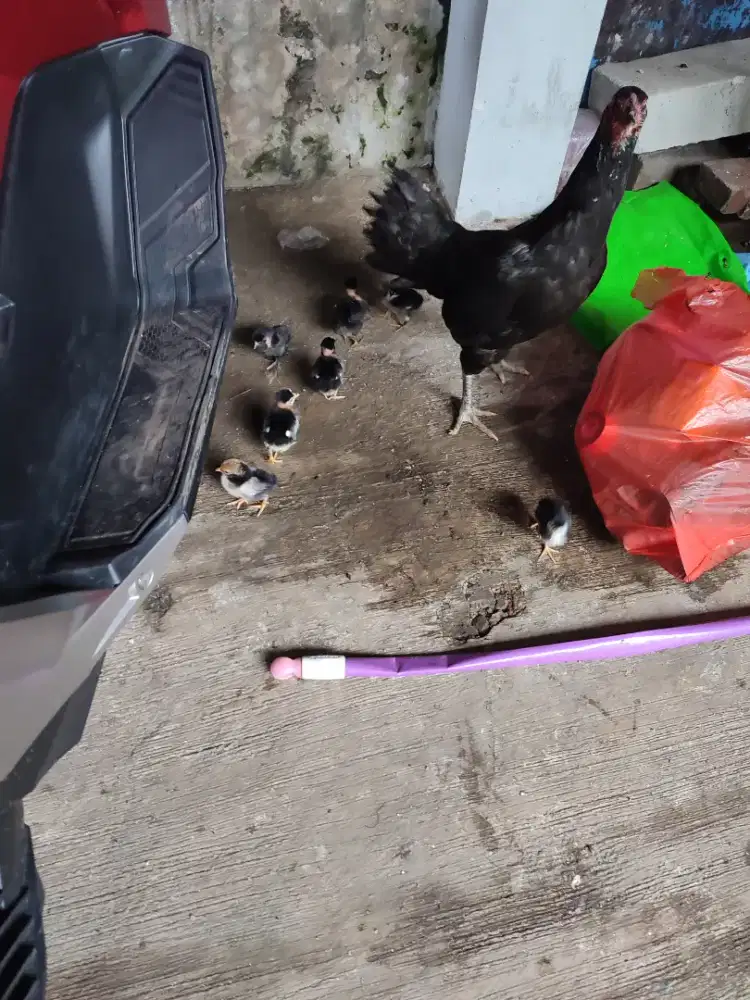 Ayam Kampung uk 1 stgh Kilo