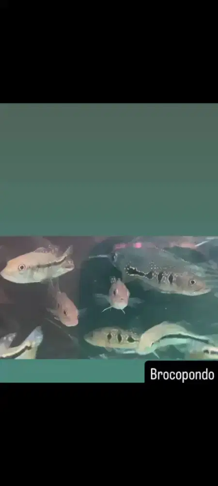 Ikan Pbas,  size 9_10