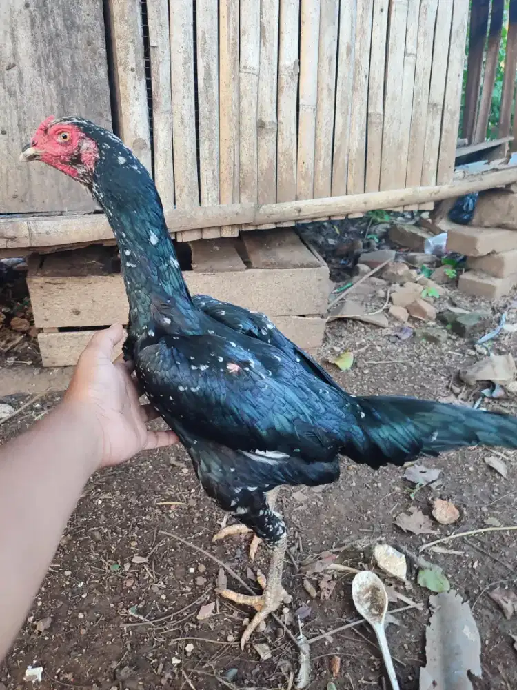 Ayam biang bangkok, Pama, dan mangon