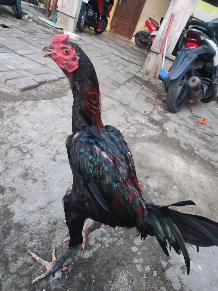 Ayam jago Bangkok dan pama muda