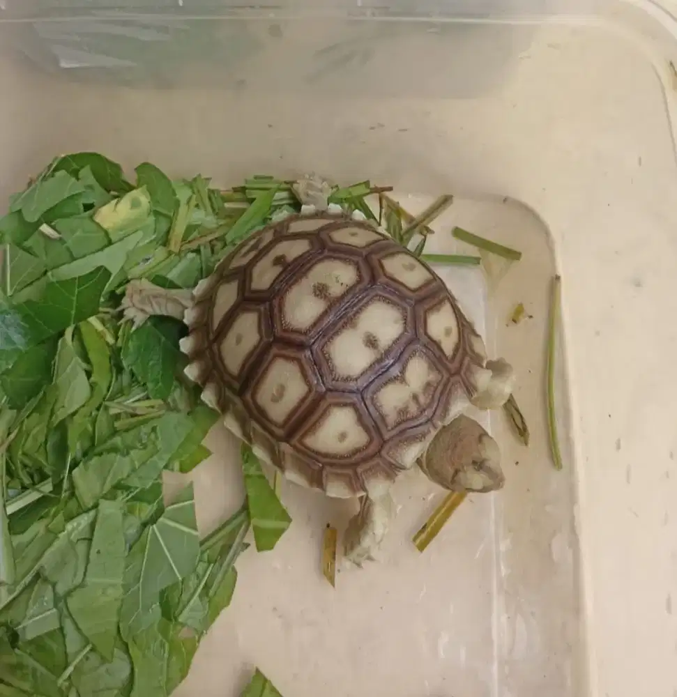 Sulcata Warna Cerah