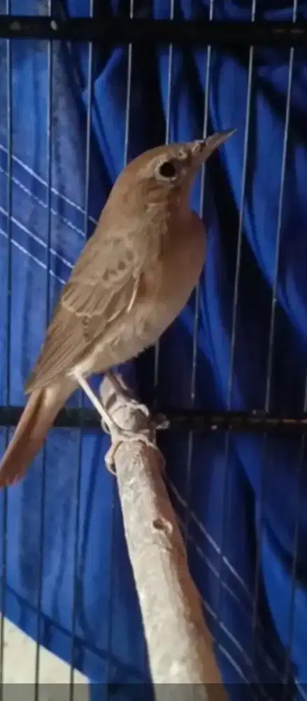 Mangga yangminat burung londo nya