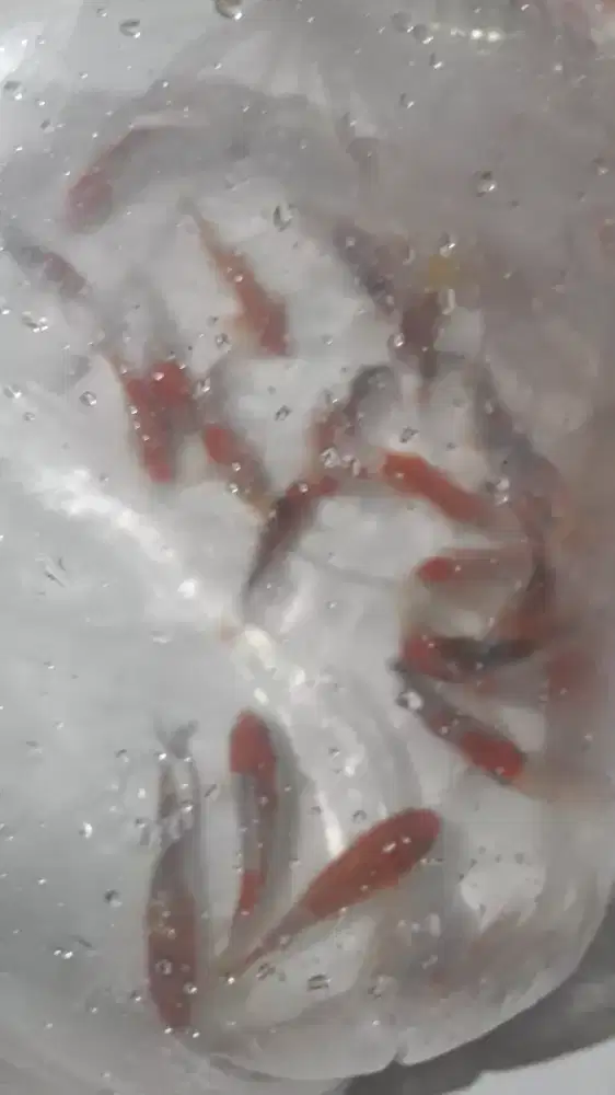 Jual ikan koi dan ikan lainnya