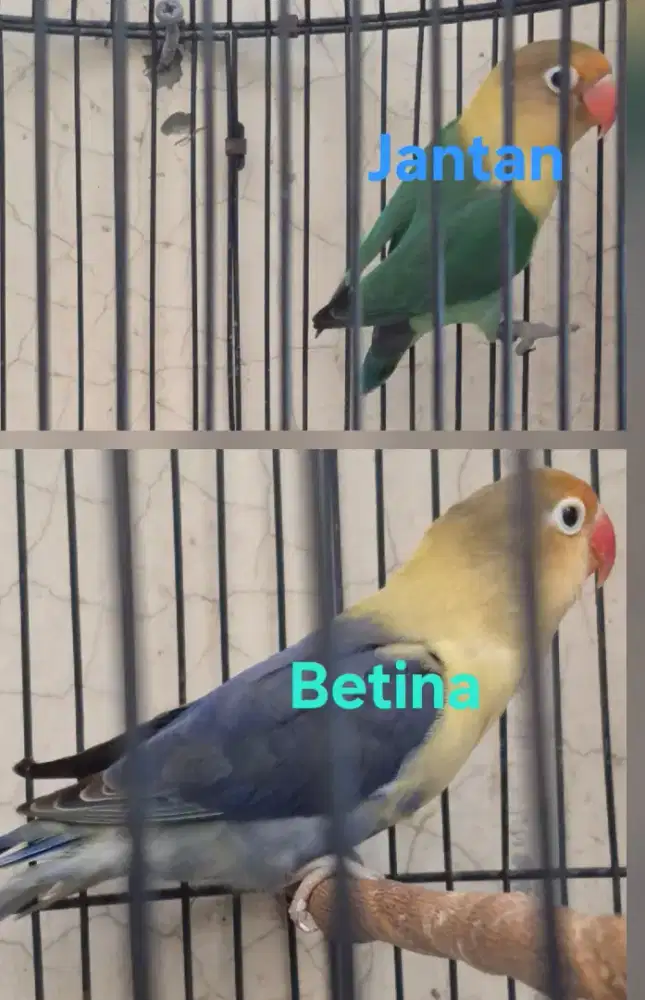 Love bird, Lovebird Biola, warna sesuai difoto, bio pb, bio euwing dll
