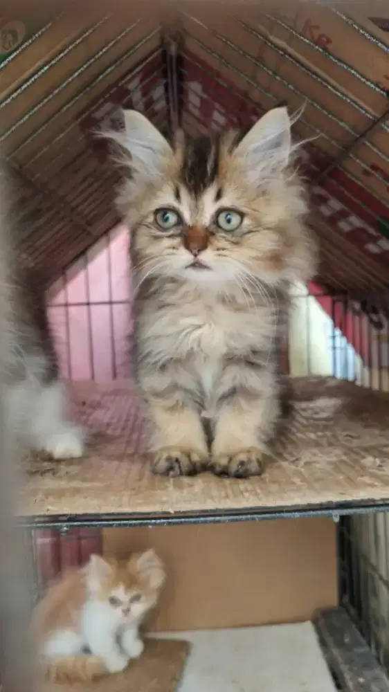 Kucing persia flatnouse
