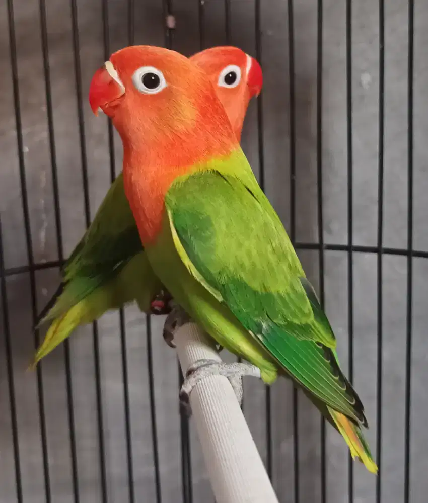 Burung Lovebird love bird Biola Green paud