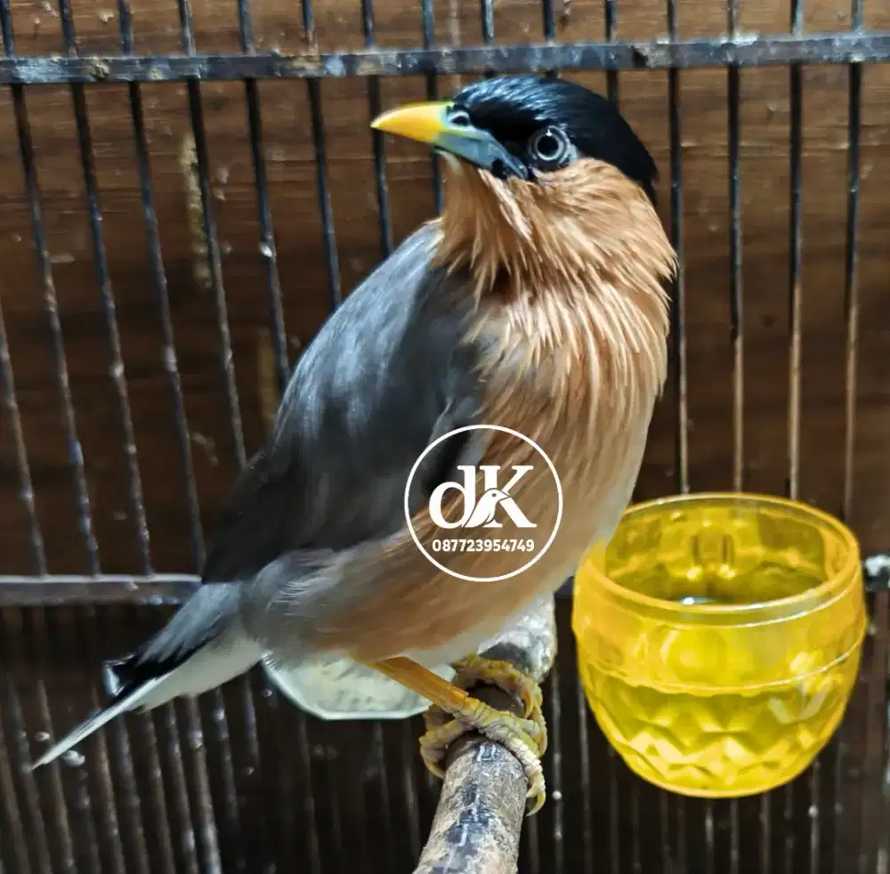 Jalak Brahmana rajin