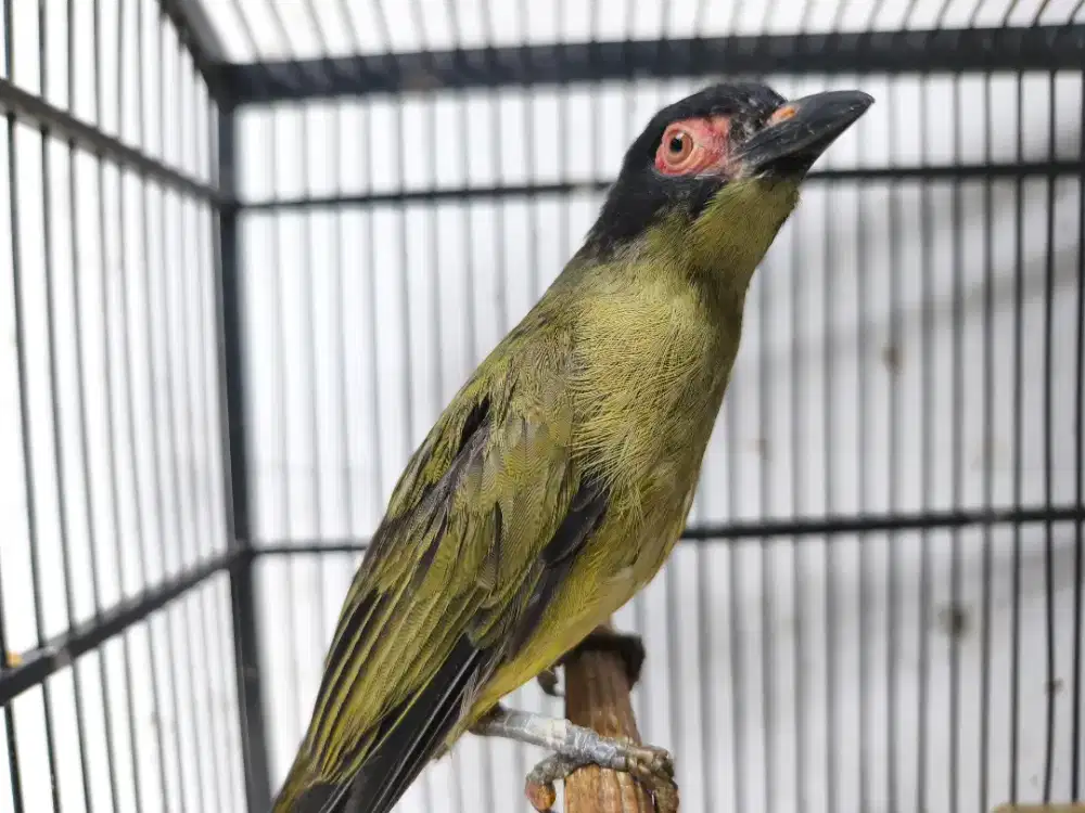 Ara Timor Mata merah