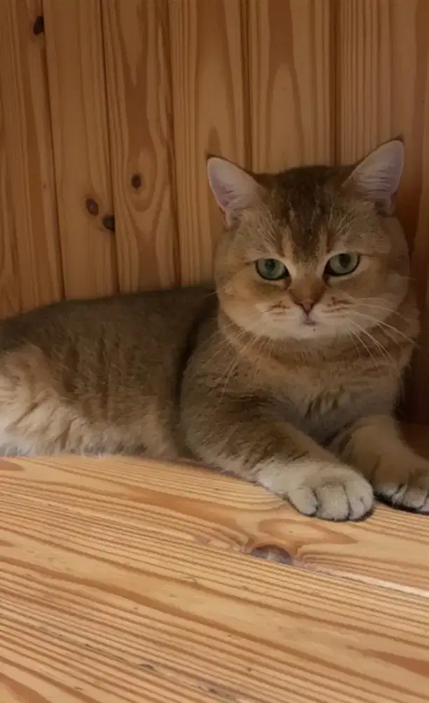 Brotish shorthair golden