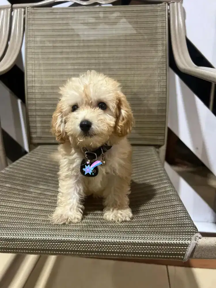 Poodle betina 2bulan