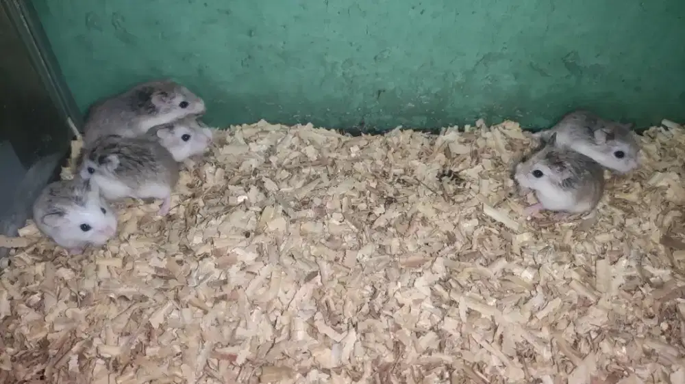 Hamster Roborovski