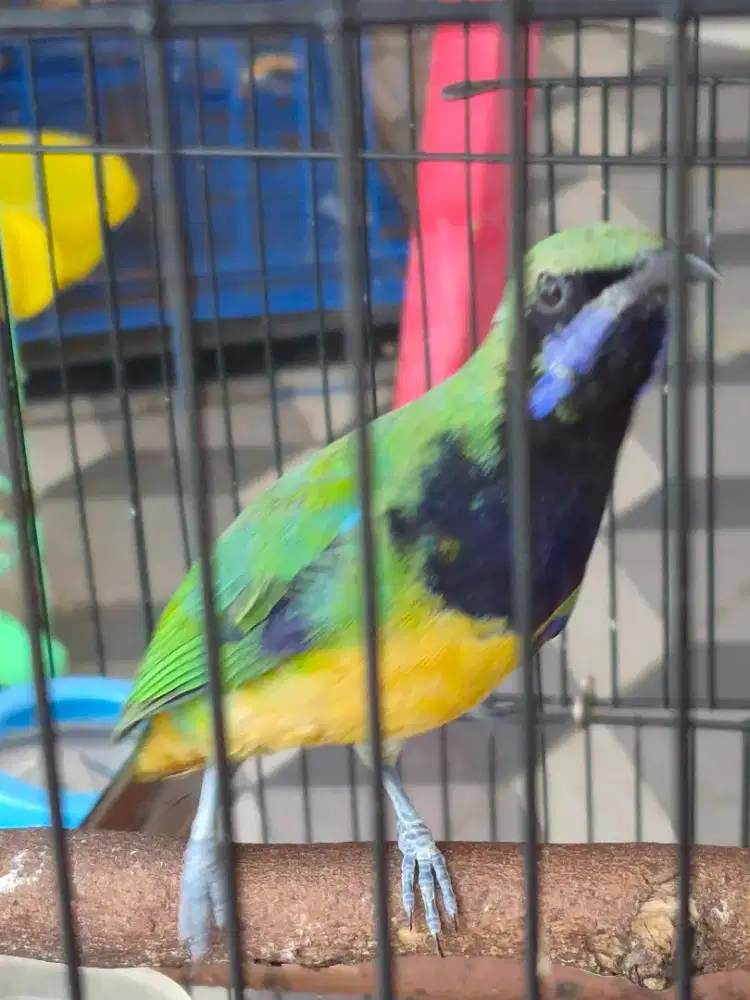 Berung Cucakcungko Jinak