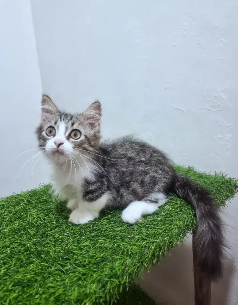 Kitten Munchkin Jantan Longhair 2,5 bulan.