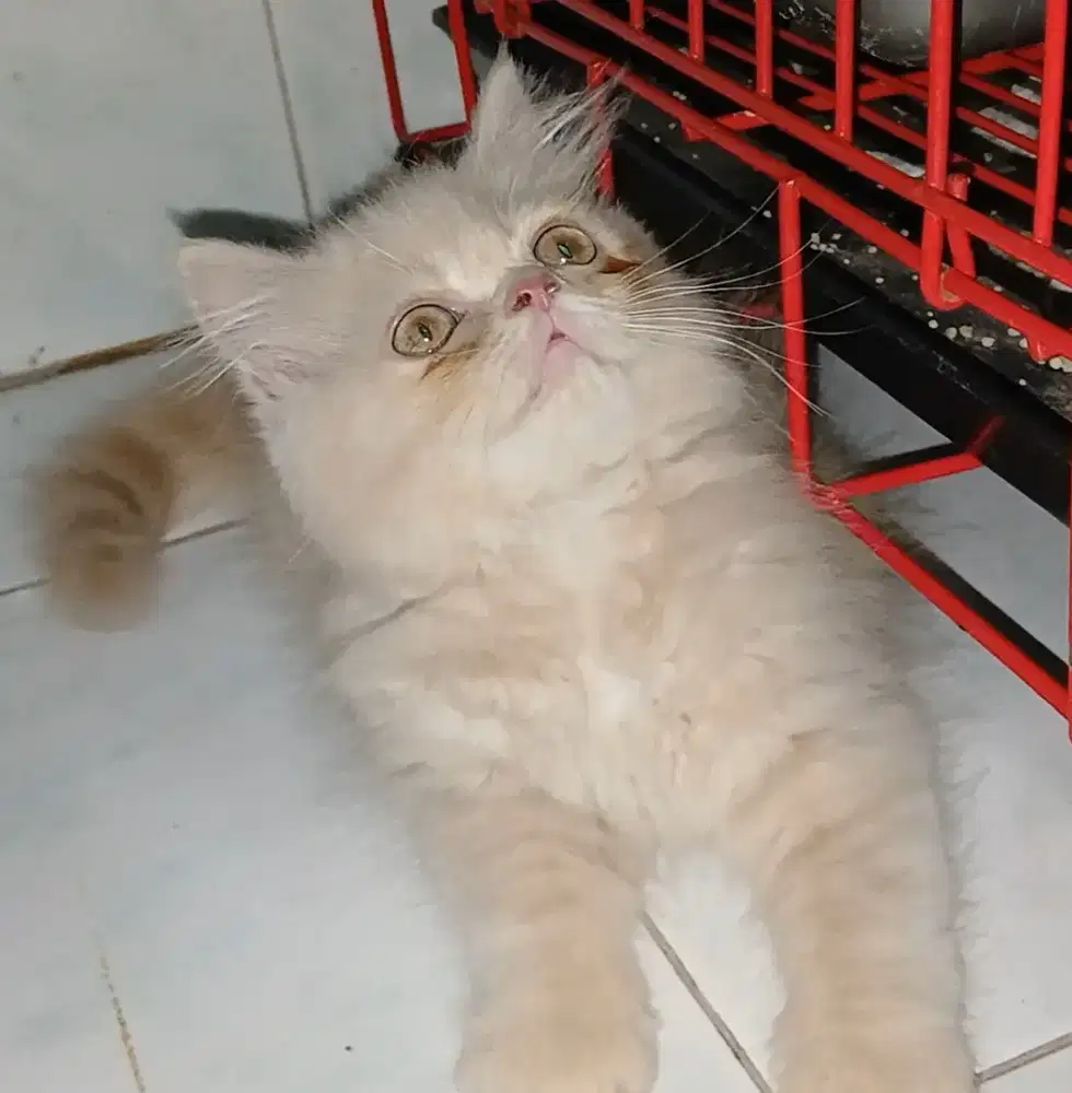 Kitten persia lucu