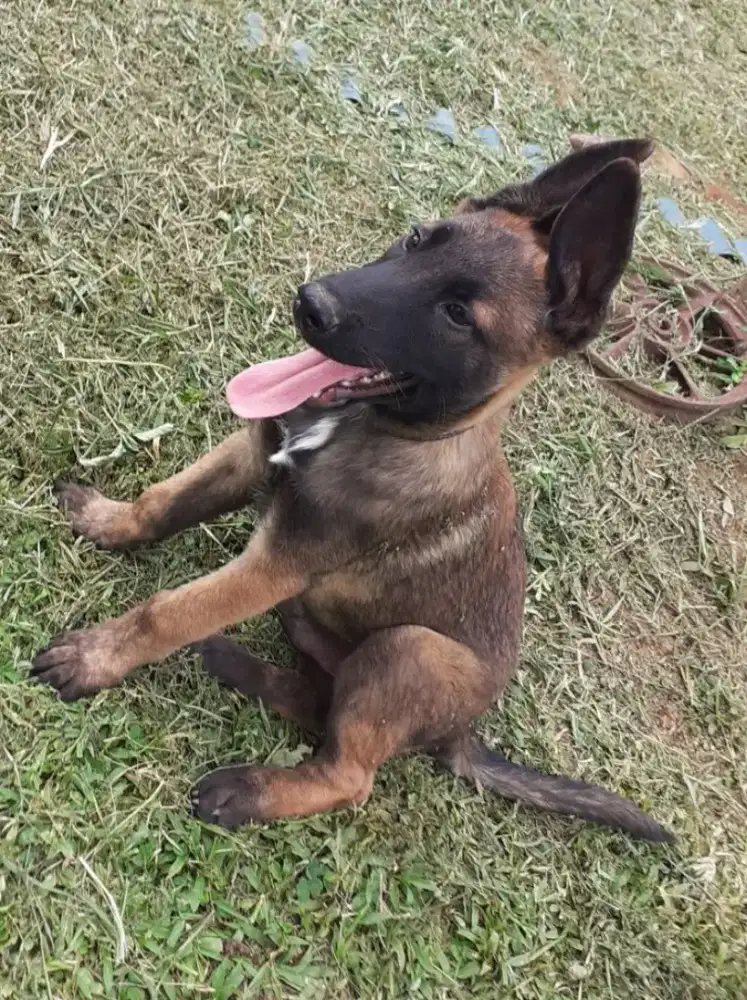 DIJUAL ANAK ANJING BELGIAN MALINOIS