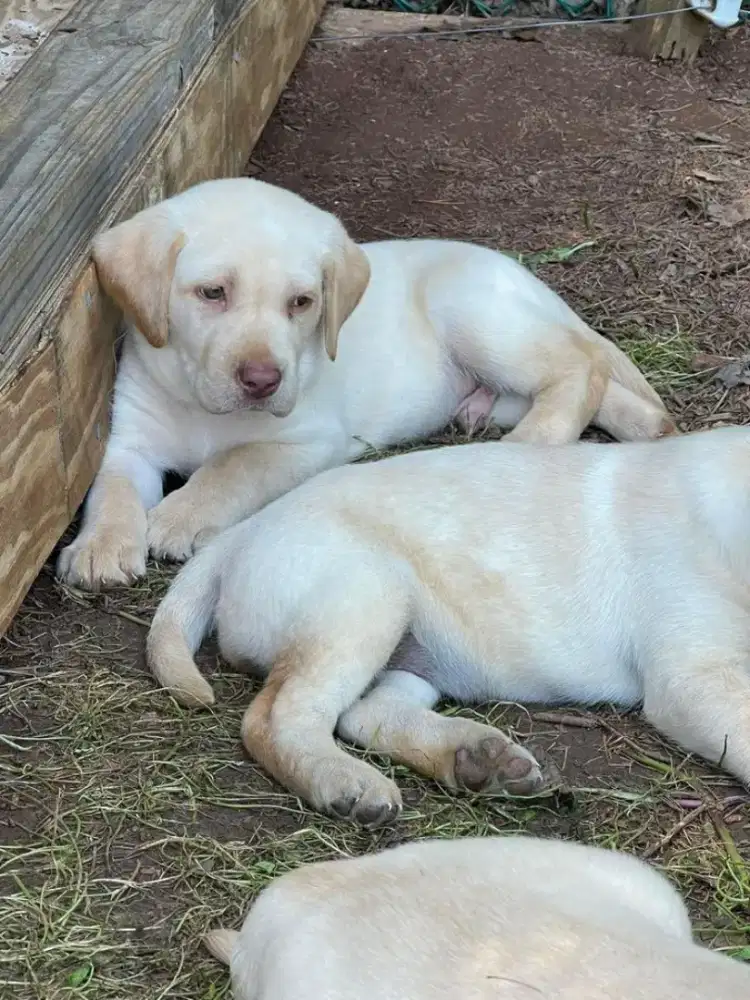 DIJUAL ANAK ANJING LABRADOR