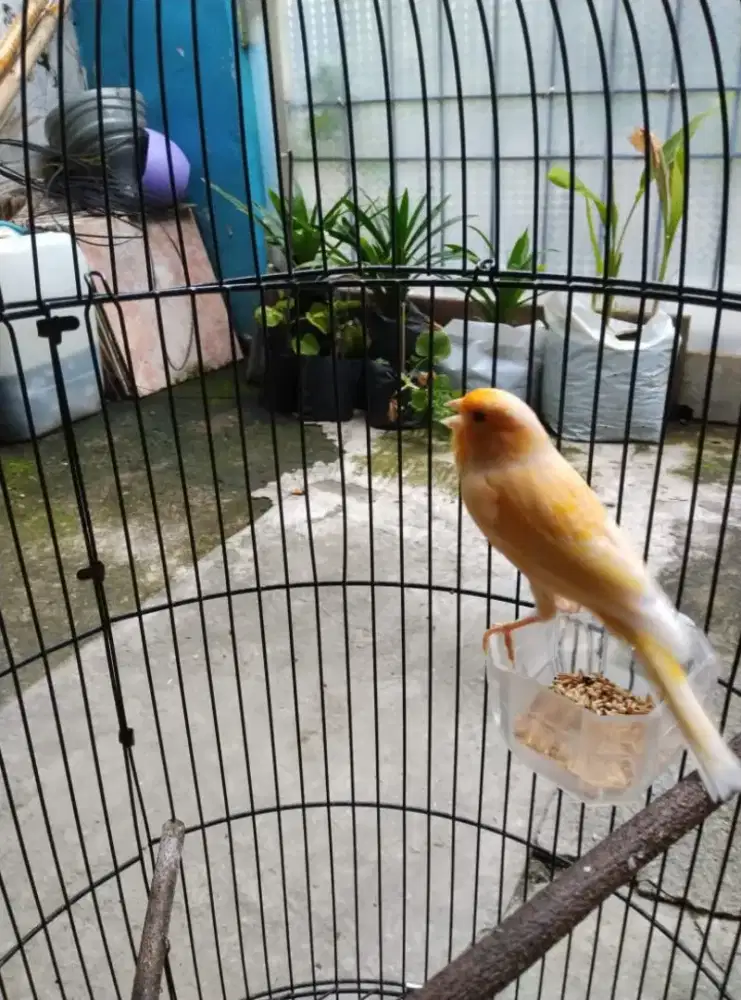 Kenari Loper kuning rajin