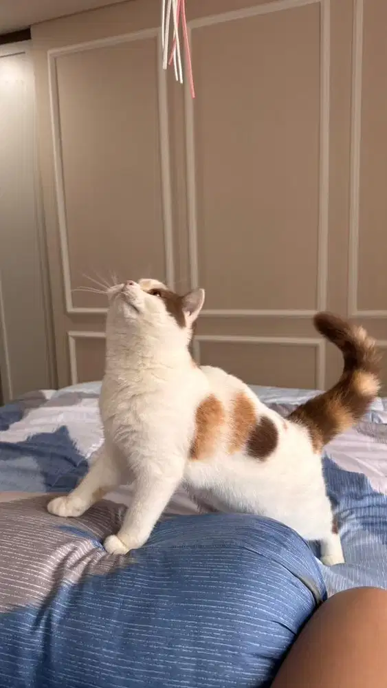 British short hair calico cinnamon female