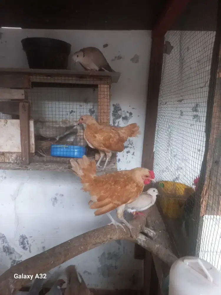 Sepasang ayam batik chamois gold