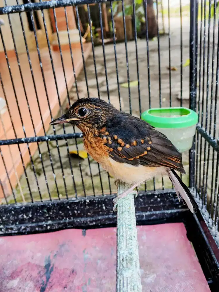 Trotolan murai batu jantan