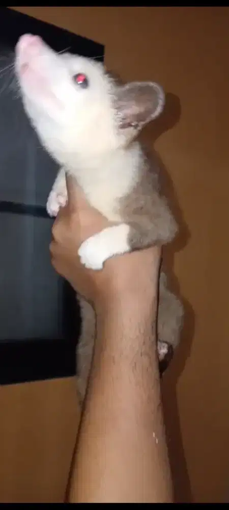 Musang jantan balmoz