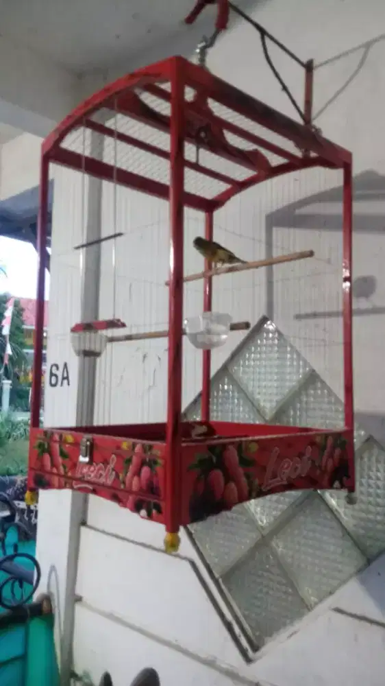 Kenari loper harian gacor