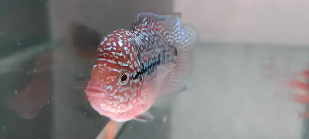 Jual Louhan ChildBoom Kamfa F3