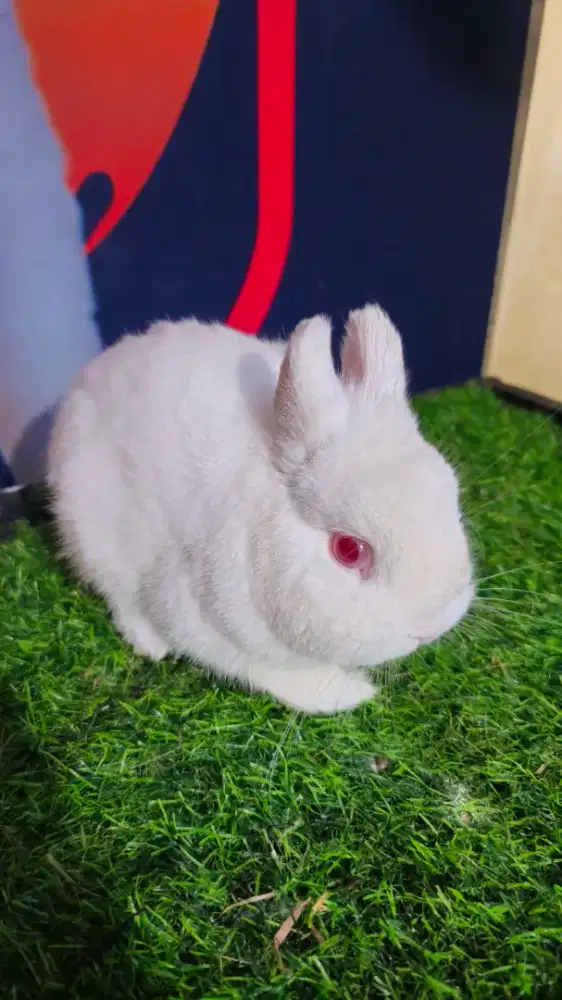 Kelinci netherland dwarf