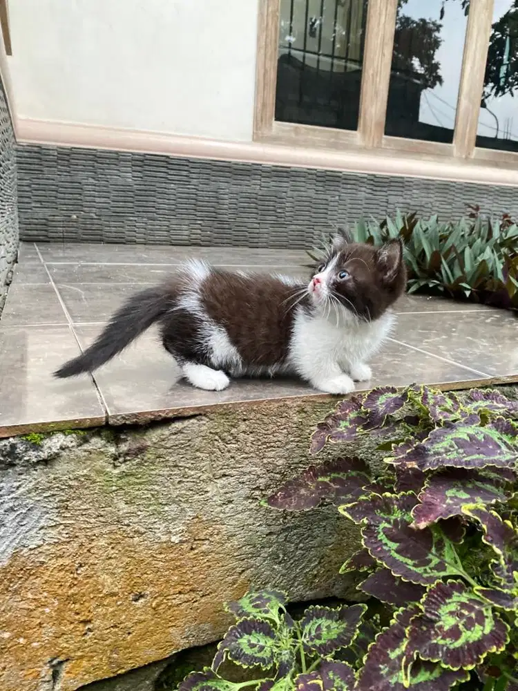 Kucing munchkin gaelic straight kitten british shorthair