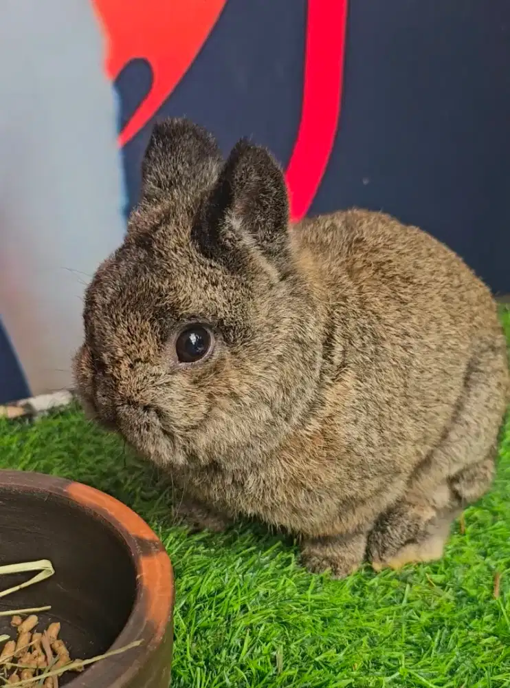 Kelinci netherland dwarf