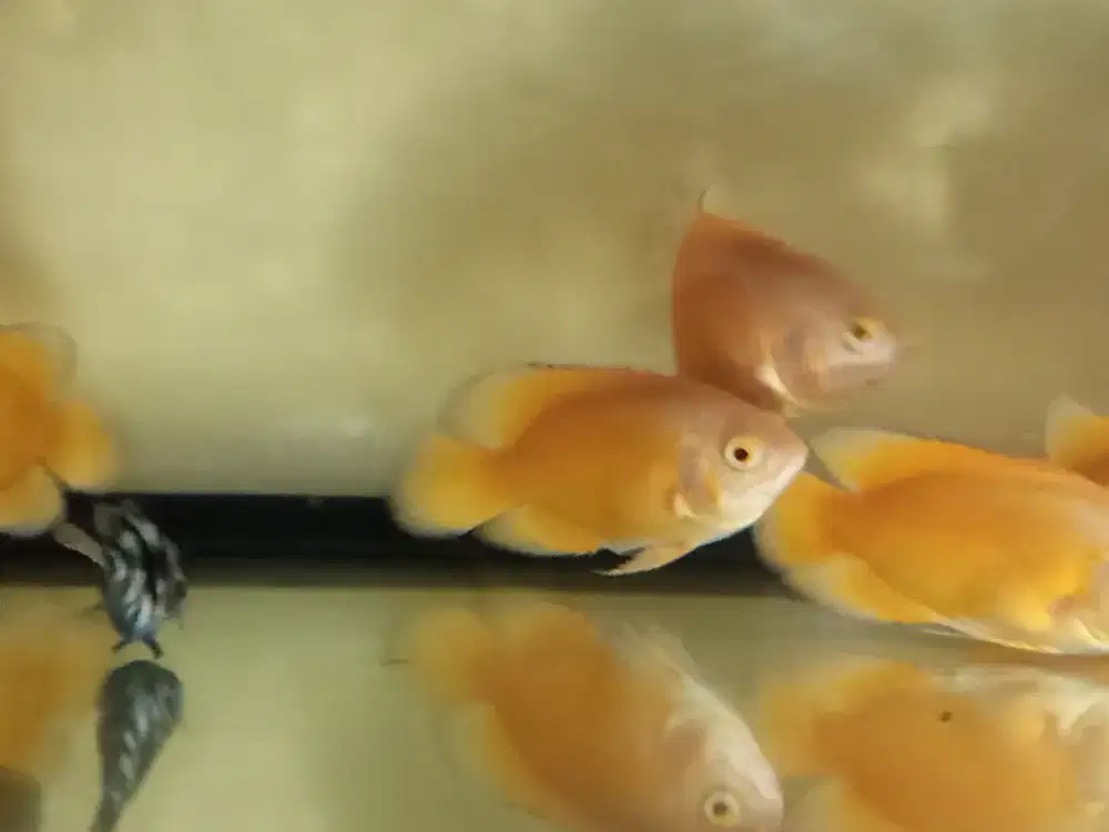 Ikan hias oscar lemon size 10cm kurleb.lebar 2,5 -3  jarian