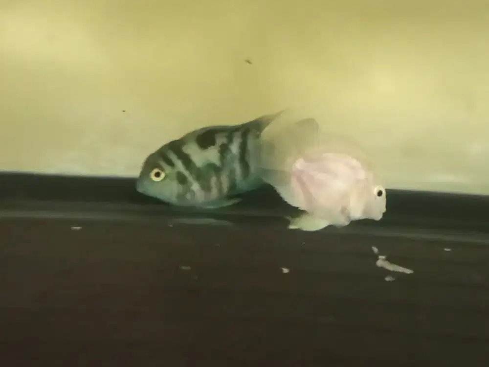 Ikan hias blue polar indukan. Stok 2 pasang