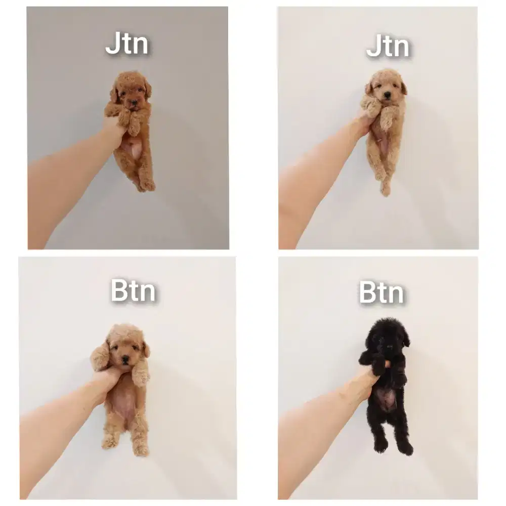 puppy poodle bersurat !!! no php !!!