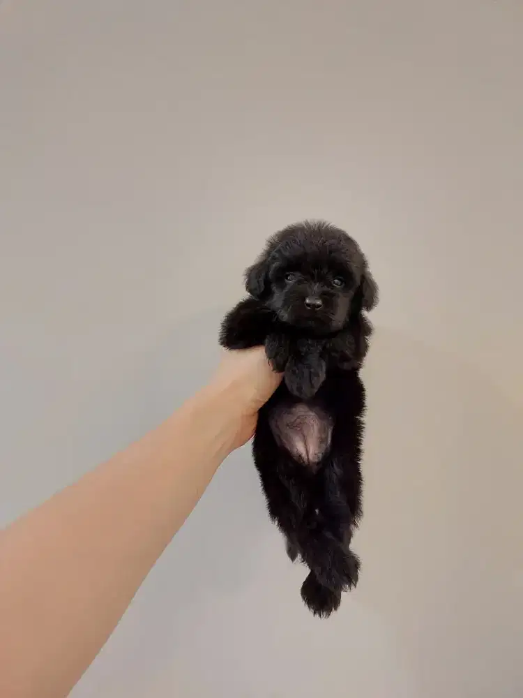 puppy poodle mix pomerian.pompoo. No php !!!