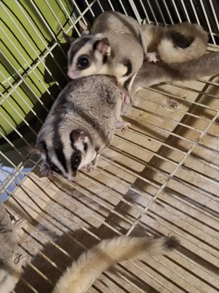 Sugar gliderr negoo saja