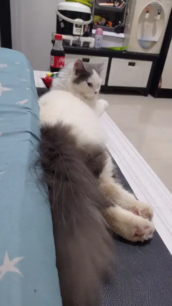 PERSIA LUCU 2thn 3bln BETINA