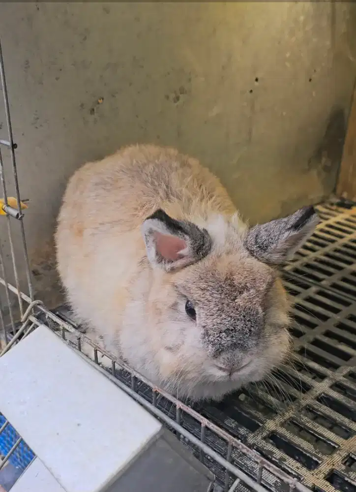 Kelinci netherland dwarf