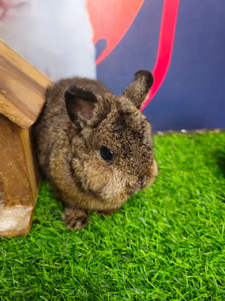Kelinci netherland dwarf betina