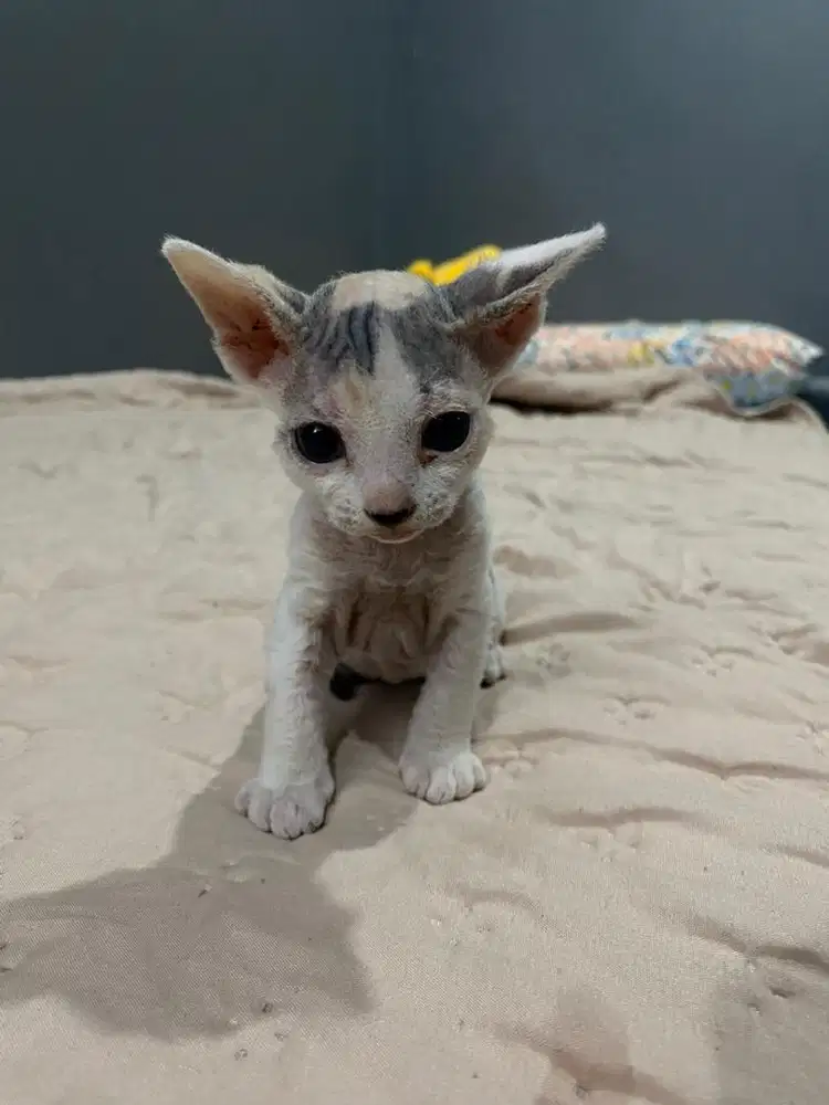 Kucing Sphinx Sphynx Betina 3 Bulan