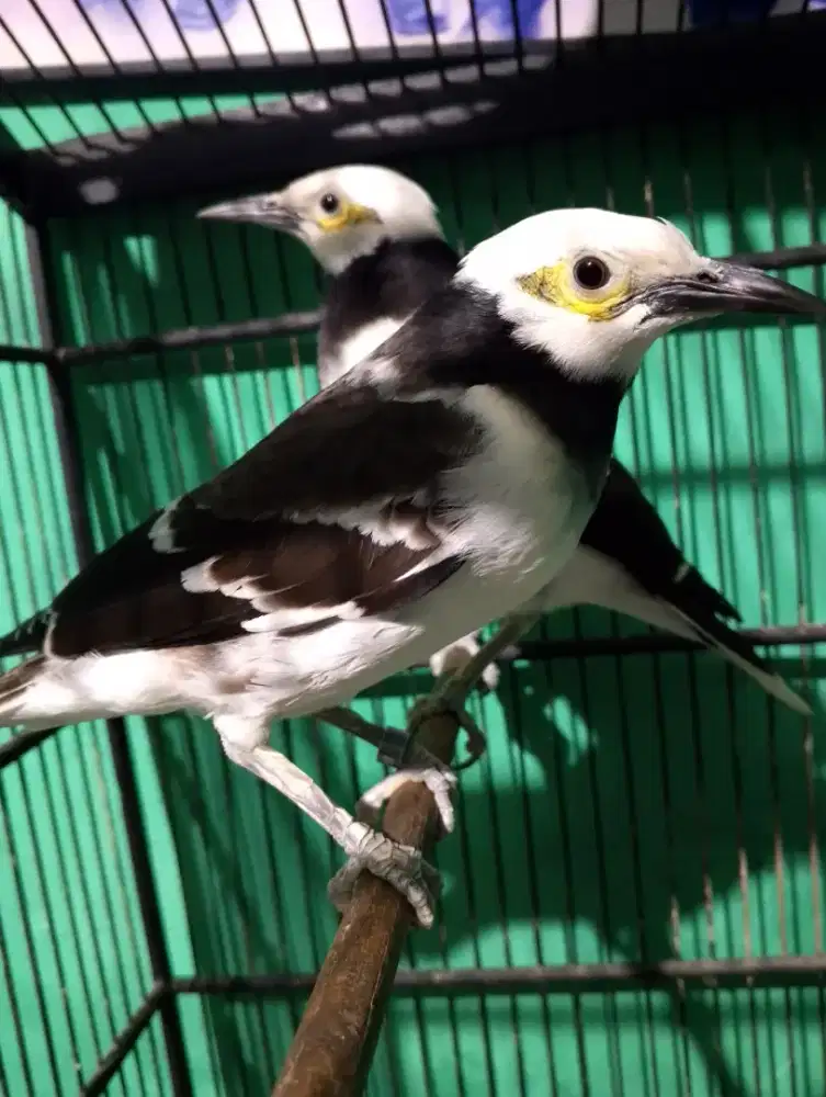 Jalak Hongkong sepasang