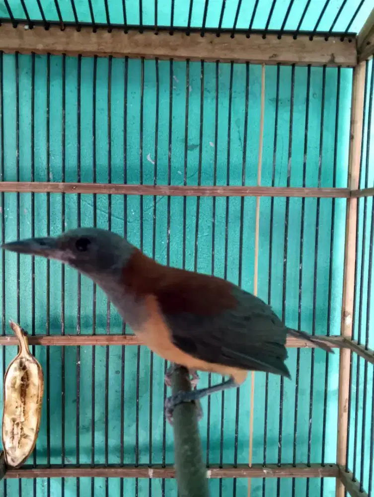 Pitohoy,cucak Rowo papua