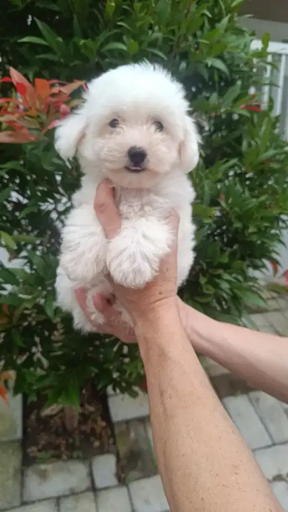 Jual Mini Bichon Frise Jantan Cucu Import Korea