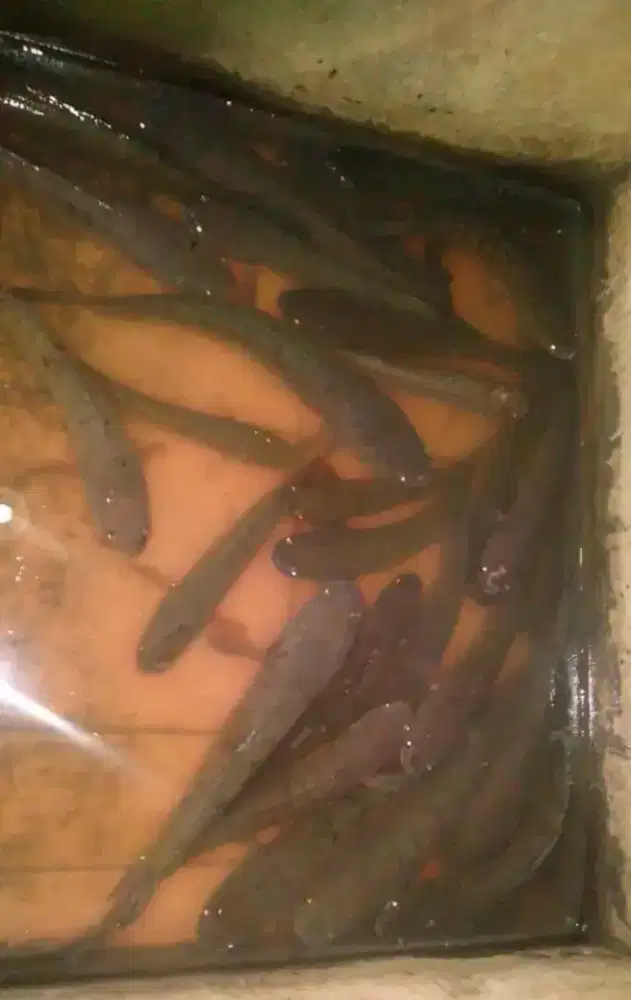 Ikan gabus penyembuhan