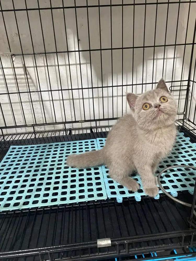 BSH (Britishorthair) Lilac Female