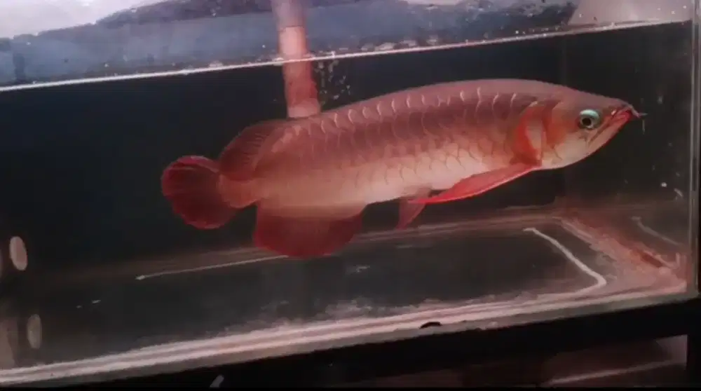 Arowana Super Red size 47cm