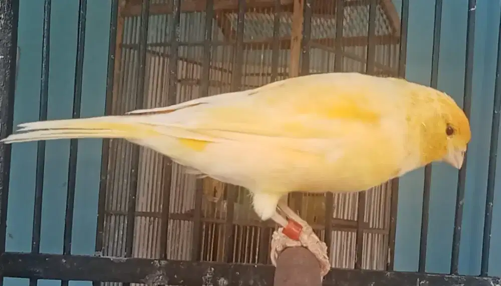 Kenari AF Ring prospek