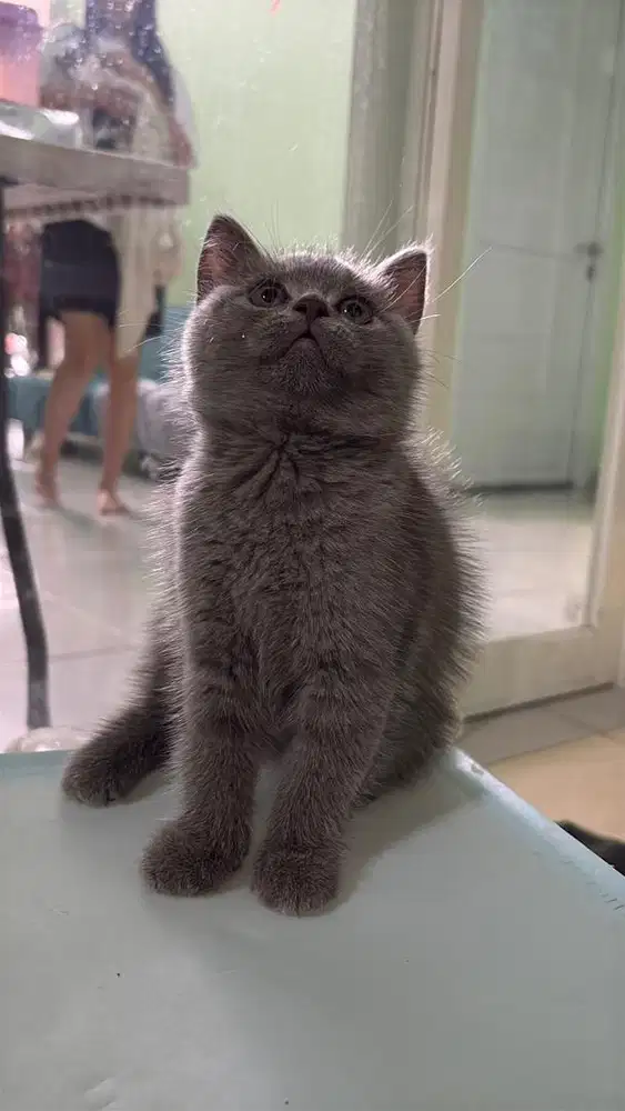 British shorthair (bsh)