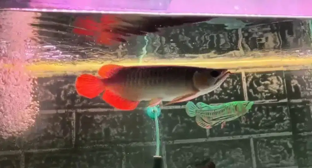 Arowana Super Red size 35cm