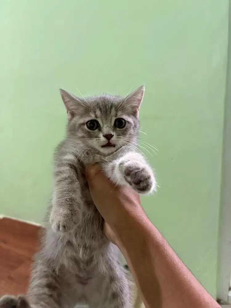 British shorthair (bsh)